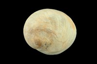 藏品(南洋扁玉螺)的圖片